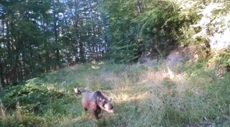Akyazı'da fotokapanlar anne ayı ve yavrularıyla geyik ve vaşağı görüntüledi