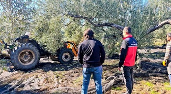 Gömeç'te Tarım ve Orman İlçe Müdürü Sağıroğlu, üreticilerle zeytin hasadına katıldı