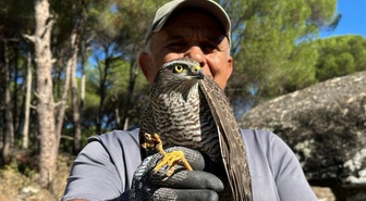 Kuşadası'nda cam çarpan atmaca ile siteye giren sansar yeniden doğaya salındı