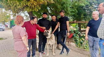 Başmakçı'da evcil hayvanlara mikroçip uygulanarak kimliklendirme sürüyor