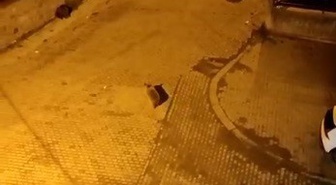 Kars Sarıkamış'ta 7 ayı mahalleye inip çöp konteynerlerini devirdi