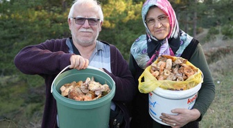 Kastamonu'da kanlıca mantarı bolluğu var, fiyatı 400 liradan 50 liraya düştü