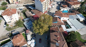 Tokat Pazar'da 1884'te dikilen çınar, 2010'da anıt ağaç olarak tescillenip simge oldu