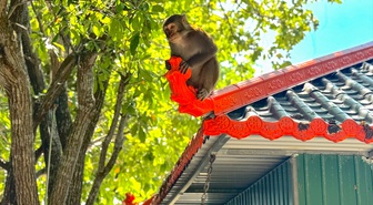 Vietnam'da Linh Ung Pagodası çevresindeki maymunlar turistlerin ilgisini çekiyor