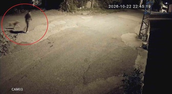 Hatay'da cebinden çıkardığı tasmayı takıp götürdü! Ailenin köpeği Tomi kamerada böyle çalındı