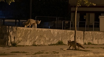 Erzincan'da iki tilki 13 Şubat Şehir Stadyumu çevresinde yiyecek ararken görüntülendi