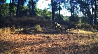 Ganos Dağları'nda fotokapanlar iki karacanın boynuz boynuza mücadelesini kaydetti