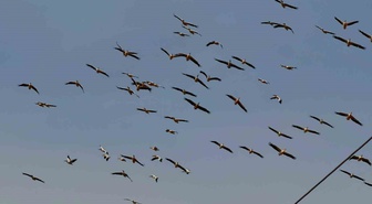 Göçe başlayan allı turna sürüleri Afyonkarahisar semalarında görsel şölen oluşturdu