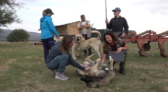 İtalya'dan gelen 10 kişilik ekip Eskişehir'de Türk çoban köpeklerini 1 ay inceledi