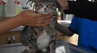 İzmir Çiğli'de öğrenciler, kedi Kurabiye'nin 22 bin liralık tedavisine destek oldu