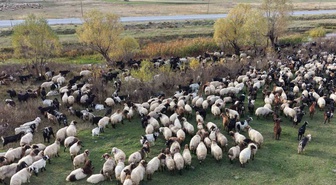 Van ve Bitlis yaylalarından göçerler, binlerce küçükbaş hayvanla Siirt'e yola çıktı