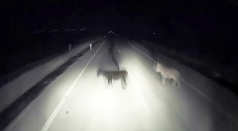 Adıyaman'da tır karanlık yolda eşeklere çarptı, bir eşek telef oldu