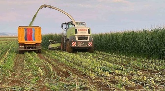 Araban Ovası'nda silajlık mısır hasadı sürüyor, dönümde 4-5 ton verim alınıyor