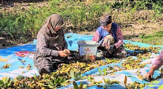 Balıkesir Sındırgı'da ceviz hasadında yüksek rekolte üreticiyi sevindirdi