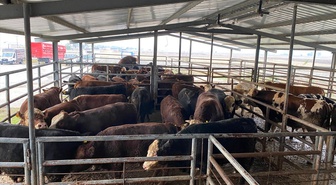 Tekirdağ Saray'da kayıtları uyuşmayan 50 büyükbaş mezbahaya sevk edildi