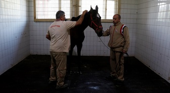 ABD'de Triple Crown'u engelleyen Victory Gallop, 31 yaşında İzmit'te emekli oldu