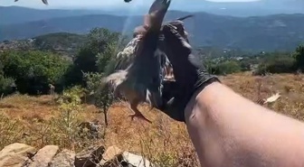 Aydın'da kınalı keklikler doğaya salındı, av yasaklarına uyum istendi