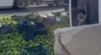 Gaziantep Nurdağı'nda mandalina yüklü kamyon devrildi, yaralanan olmadı
