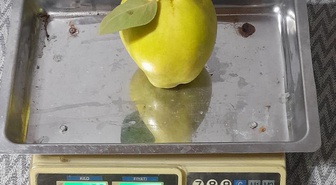 Sakarya Geyve'de tek ayva 962 gram geldi, iki ayva 1 kilo 876 gram oldu