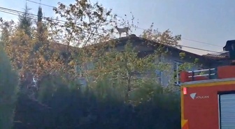 Kümesten çatıya tırmandı, sahibi yakalayamadı! Sapanca'da keçiyi itfaiye kurtardı