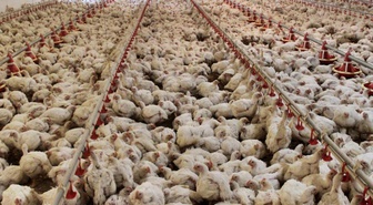 ABD'de kuş gribi alarmı: 1 milyon tavuk itlaf edildi