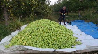 Malatya Doğanşehir'de 13 dönümden 70 ton birinci sınıf elma bekleniyor