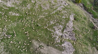 Tunceli'de küçükbaş üreticisi yem ve maliyetlerden yakınıyor, bir torba yem 1200 lira