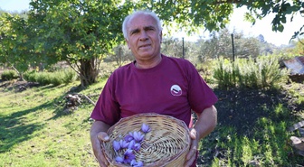 Adana Kozan'da safran hasadı başladı, 500-600 gram rekolte bekleniyor