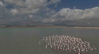 Bitlis Adilcevaz'daki Arin Gölü'ne flamingolar bu yıl gecikmeli olarak geldi
