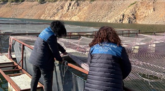 Ordu Mesudiye'de alabalık tesisleri denetlendi, 100-400 gramlıklar kasımda nakledilecek