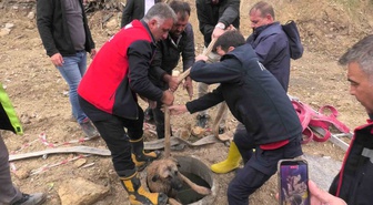 Adıyaman Besni'de çukura düşen köpek itfaiye ekiplerince yara almadan kurtarıldı