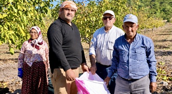 Manisa Akhisar'da 26 hektarlık ağaçlandırmada 4 ton ceviz hasadı hedefleniyor