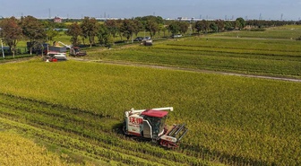 Çin'in Jiaxing kentinde 9 bin 333 hektarda çeltik hasadı başladı