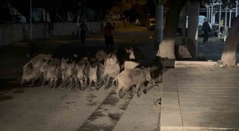 Bodrum Bitez'de yaban domuzu sürüsü pazar yerine dalmaya çalıştı! Esnaf müdahale etti