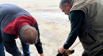 Ortaca Tarım ve Orman Müdürlüğü Karadonlar'da kedi ve köpeklere kuduz aşısı yaptı