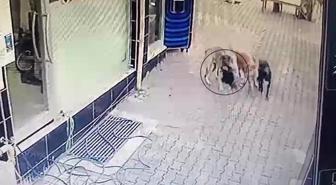 Ölü taklidi yaptı ama yine de sokak köpeklerinden kurtulamadı