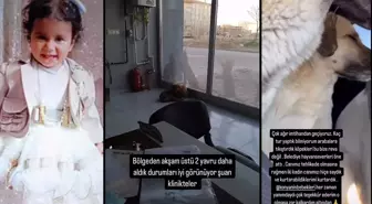 Rana'yı hayattan koparan köpekler kaçırıldı mı? İnfial yaratan görüntüler