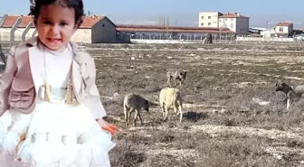 Köpek saldırısında ölen Rana'nın Adli Tıp raporu çıktı