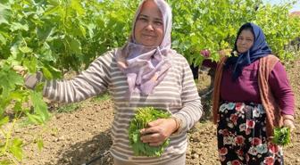 Kilosunu 70 TL'ye satıyorlar hiç masrafı yok