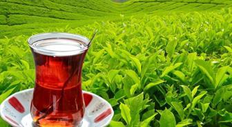 Tarım ve Orman Bakanlığı yaş çay alım fiyatını duyurdu