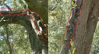 Tarlaya gittiler, gözlerine inanamadılar! Tam 2,5 metre