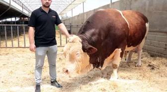 1.5 tondan fazla! İşte gözü gibi baktığı danasına istediği fiyat