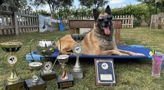 Kahraman köpek 'Bob' hayatını kaybetti