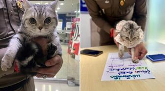 Polisleri canından bezdiren kedi, sabıkalı oldu