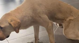 Başıboş köpek, hastane kafeteryasına tuvaletini yaptı