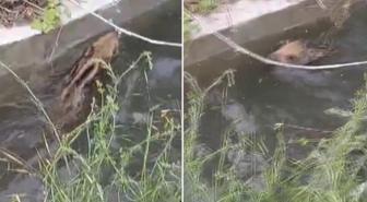 Domuz yavrusu, düştüğü kanaldan çıkmak için uzun süre mücadele etti