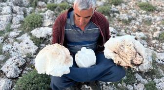 Eşiyle birlikte çıktığı yaylada dev mantarlar buldu