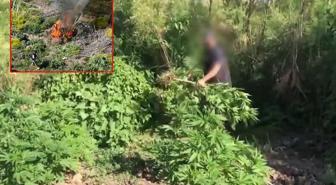 Dicle Nehri kenarına ekilen 100 milyon TL değerinde kenevir imha edildi