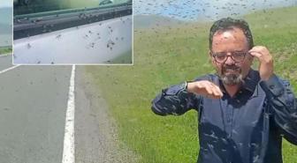 İlçede sinek istilası! Sürücüler önlerini göremiyor