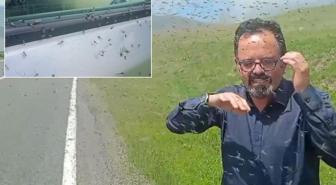 İlçede sinek istilası! Sürücüler önlerini göremiyor
